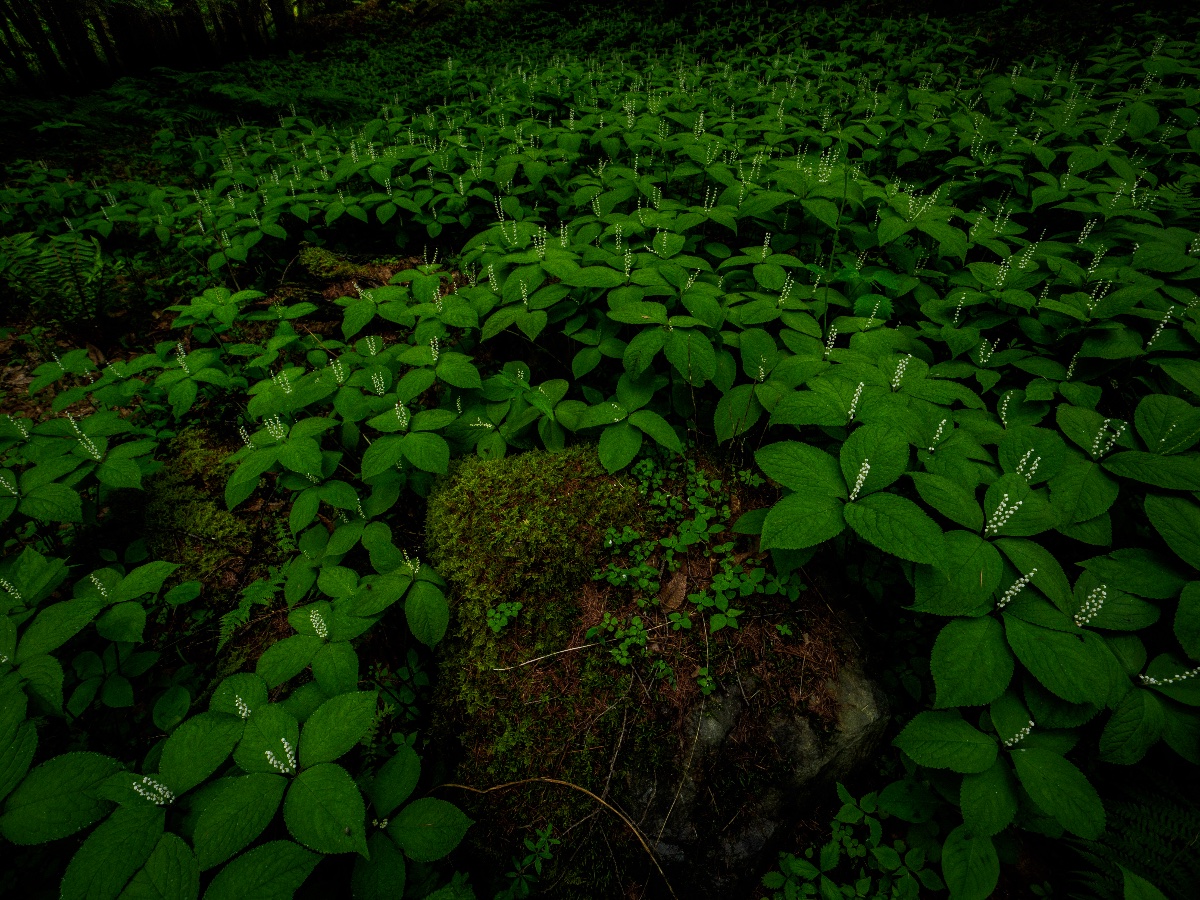静寂の森
