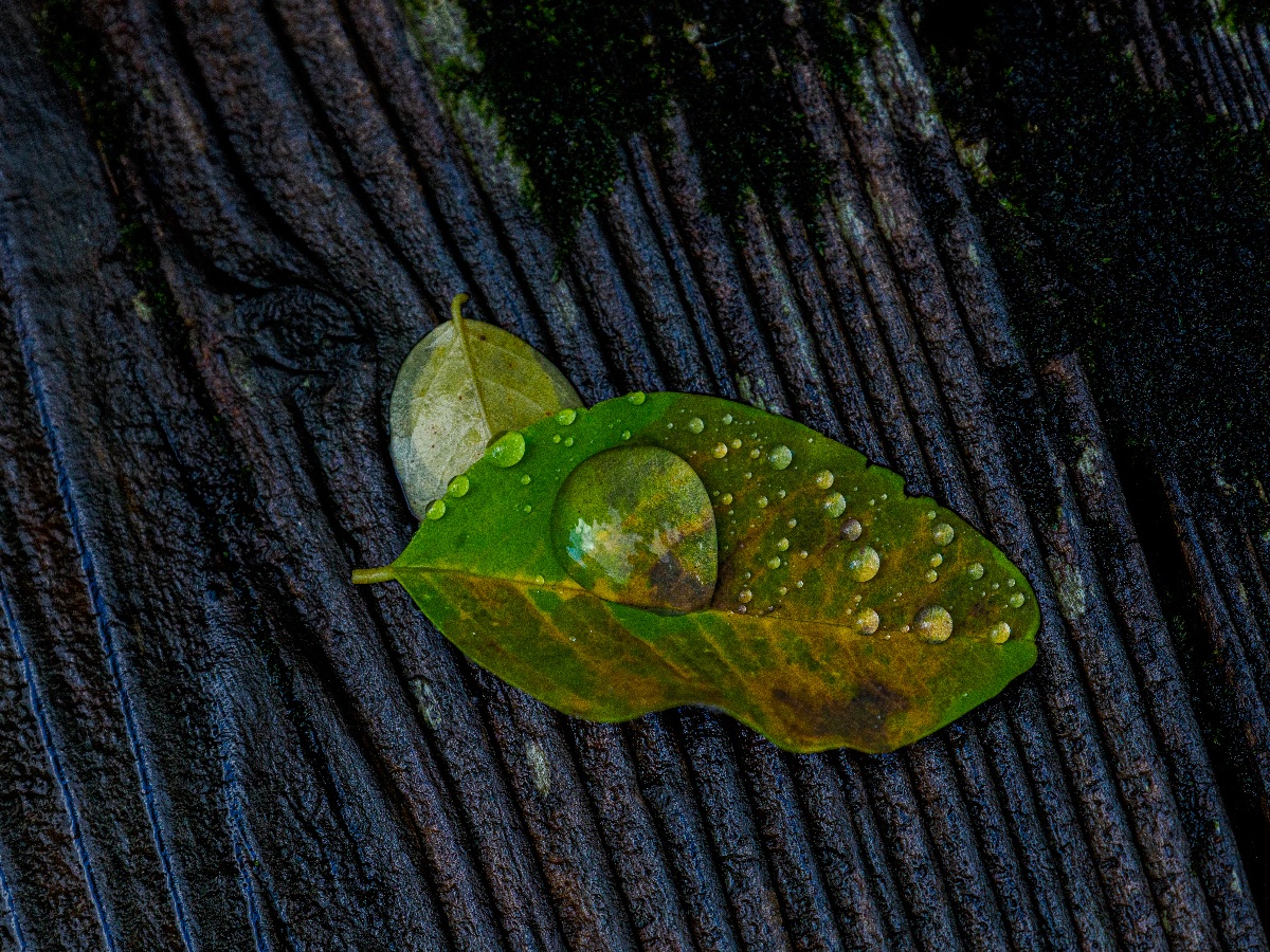 足元の梅雨
