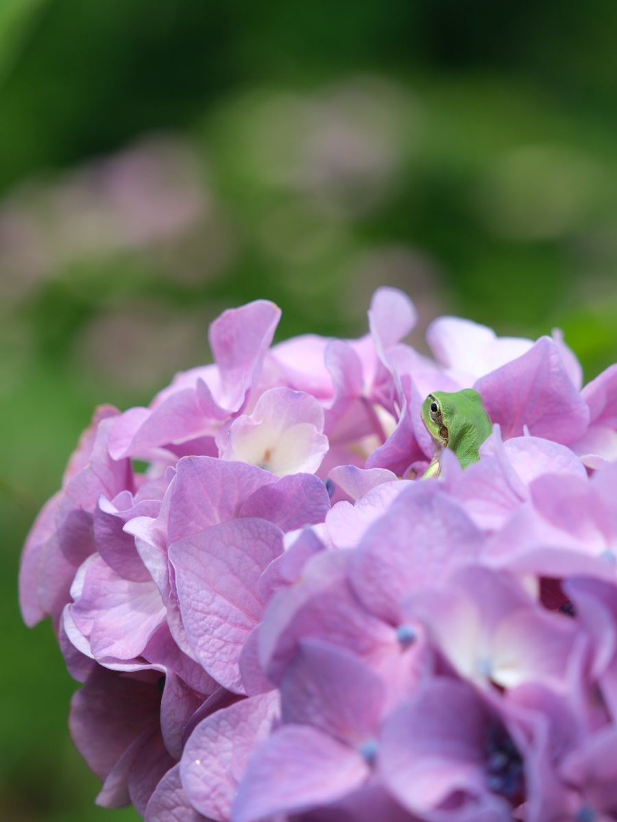 花に抱かれて