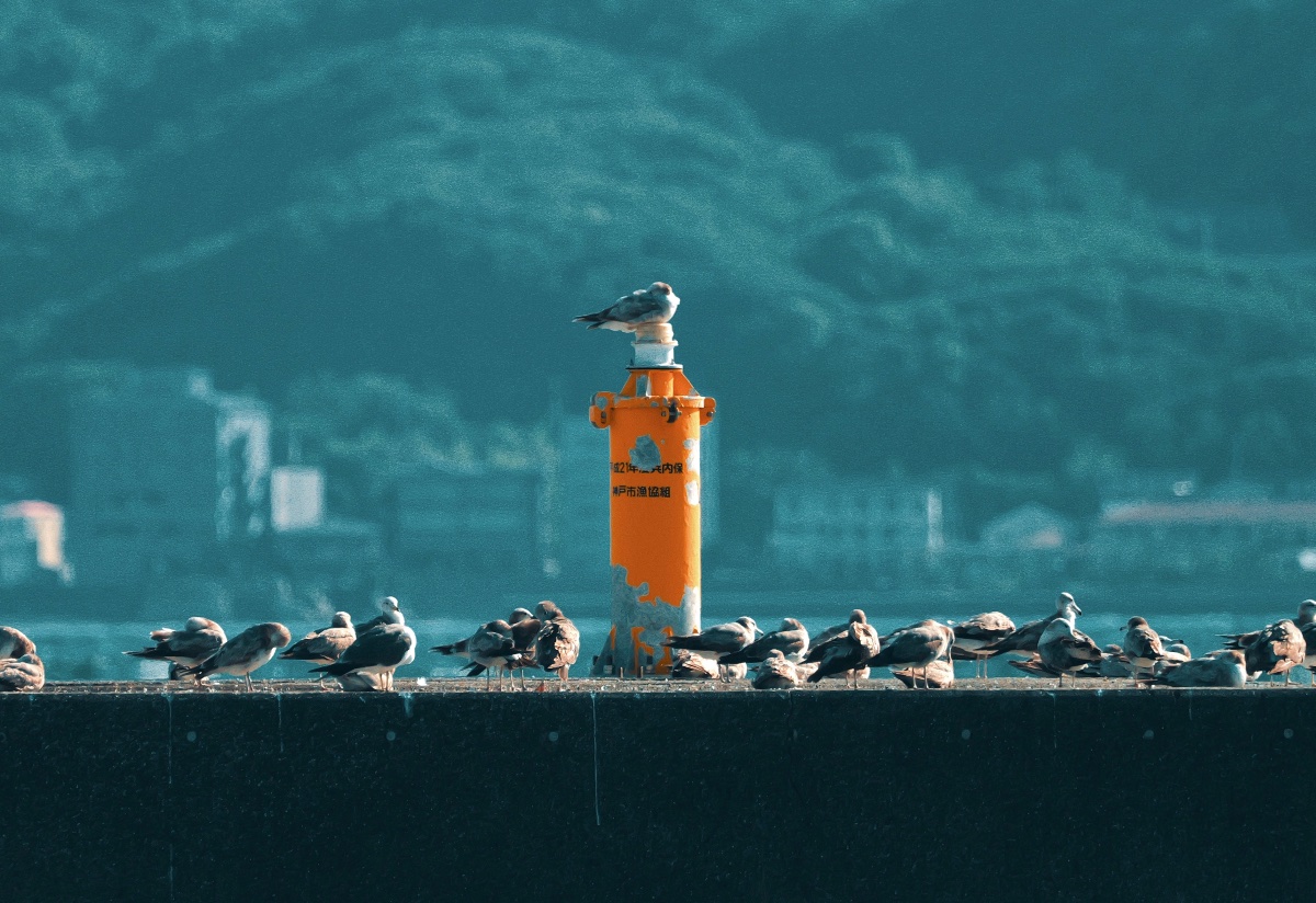 特等席