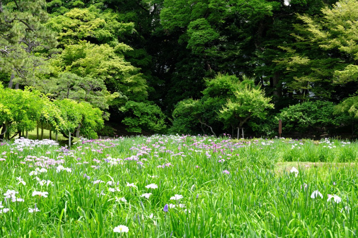 菖蒲まつり
