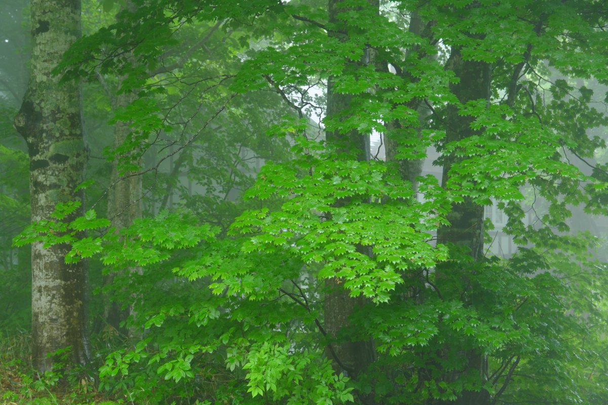 雨に光るブナ林