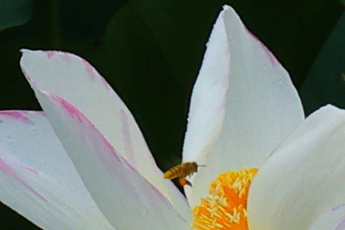 蜜は何処かな？