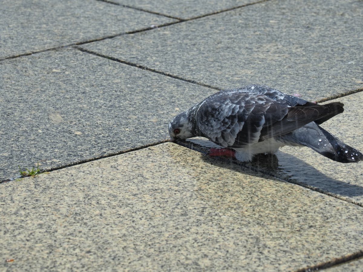 水を求めて