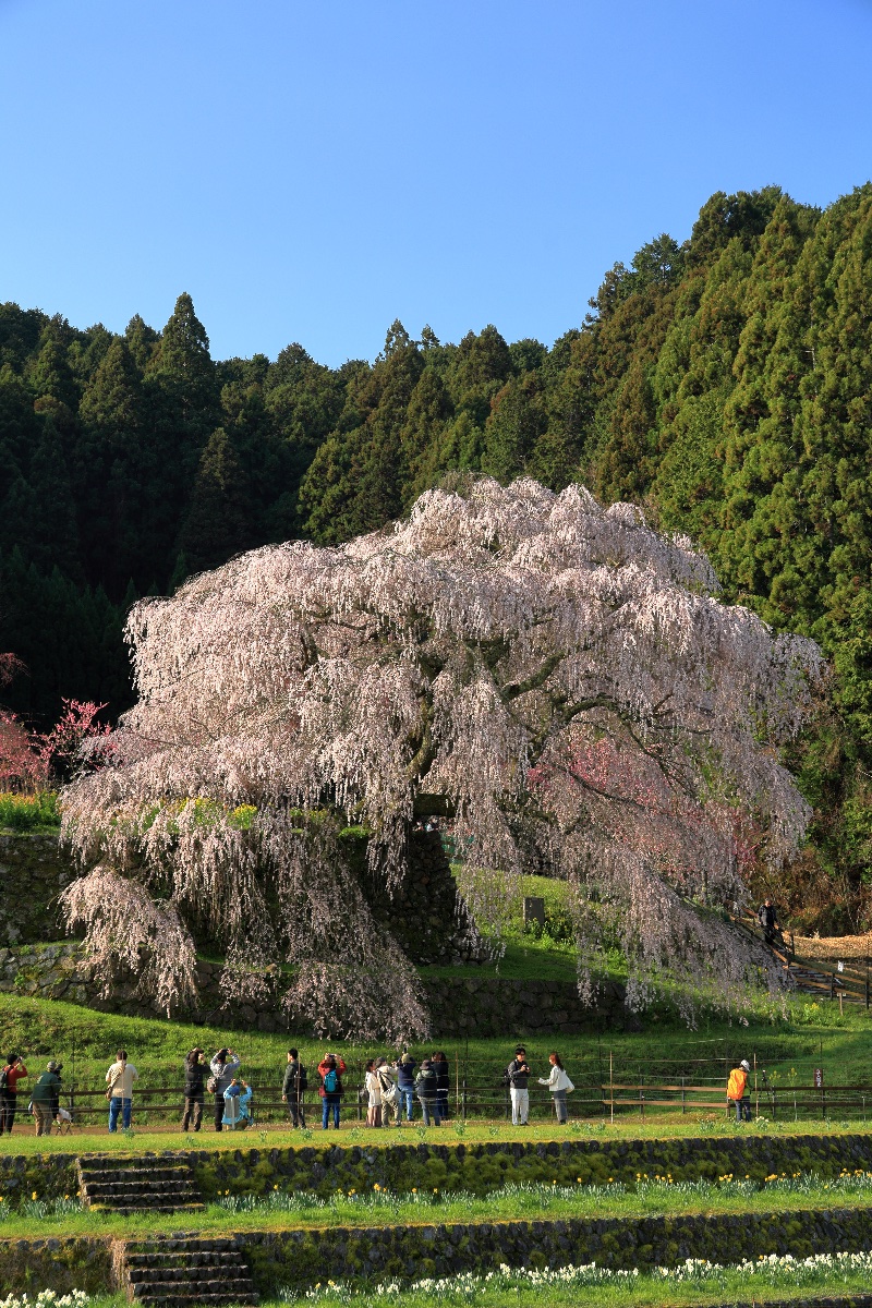 落武者の桜