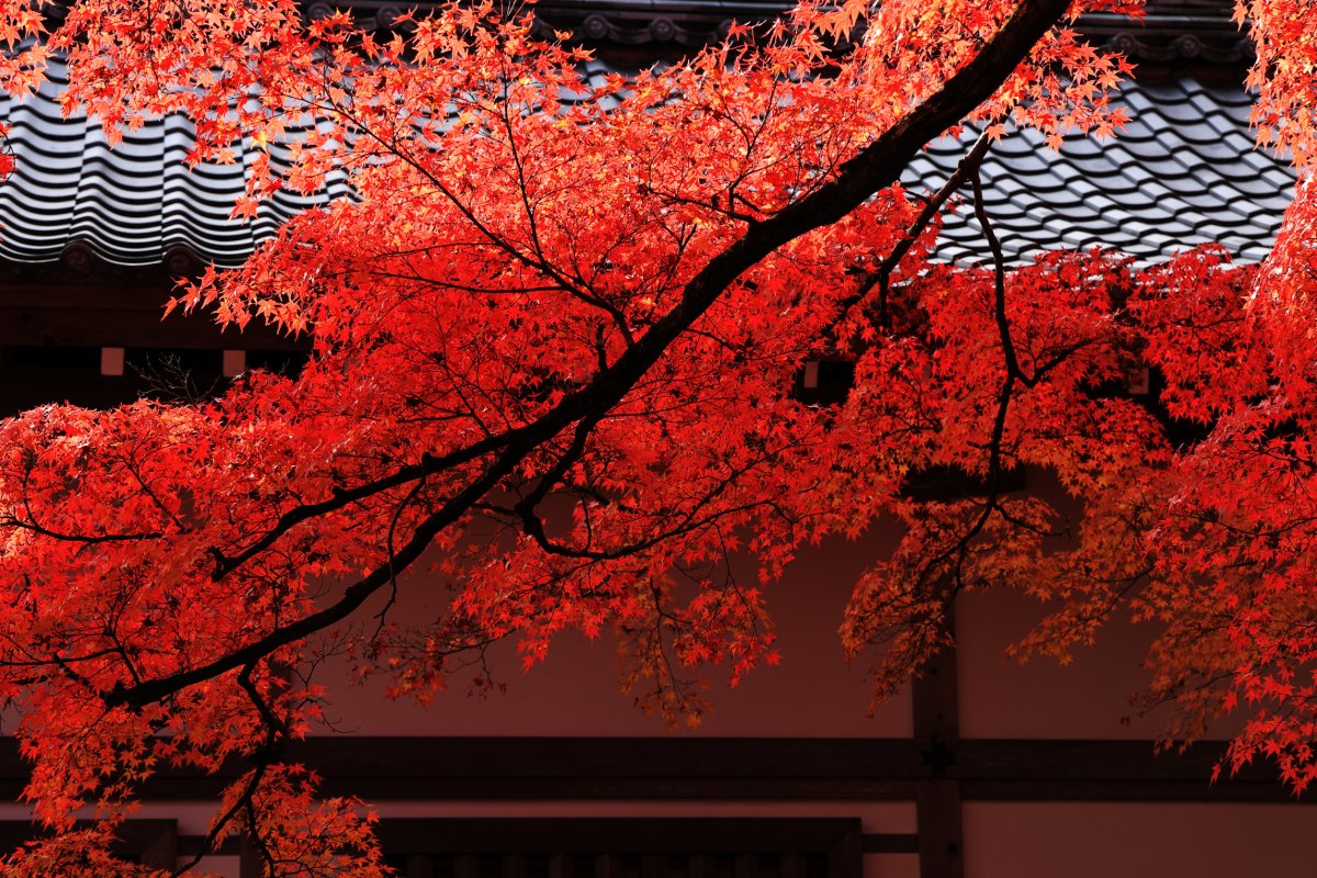 日本の秋