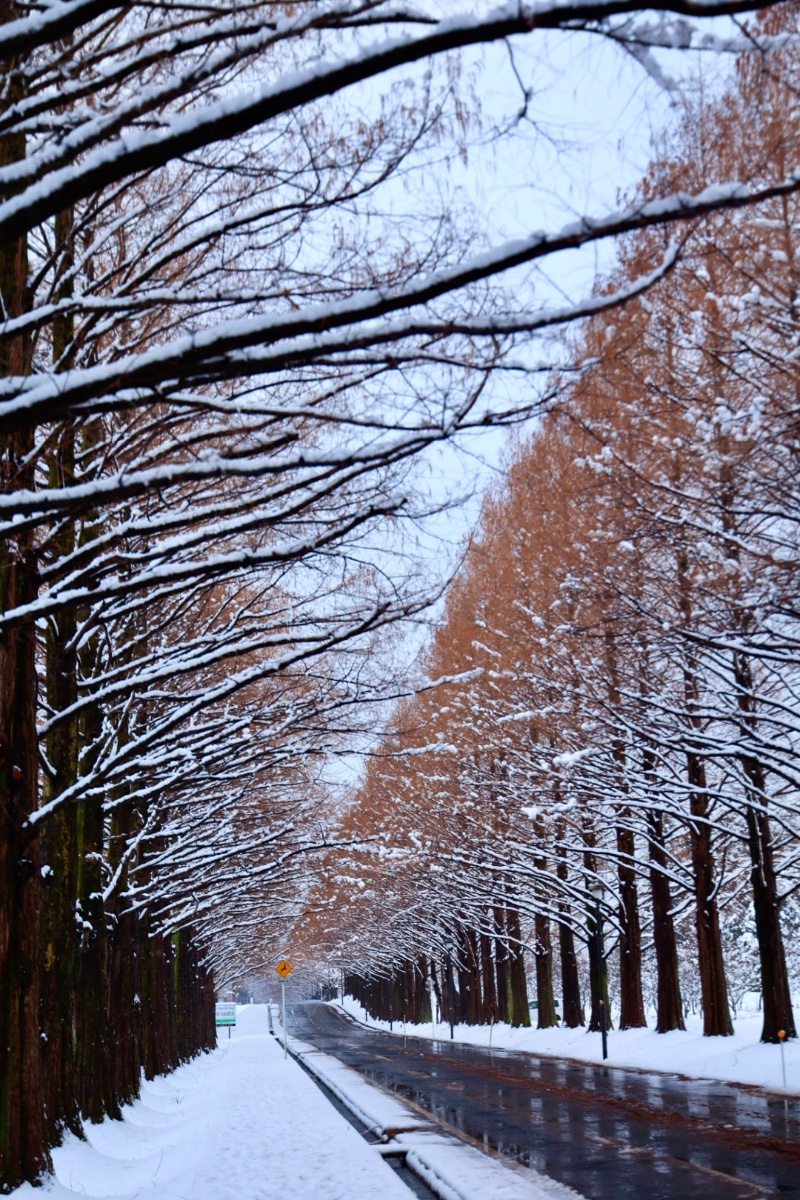 雪の並木道