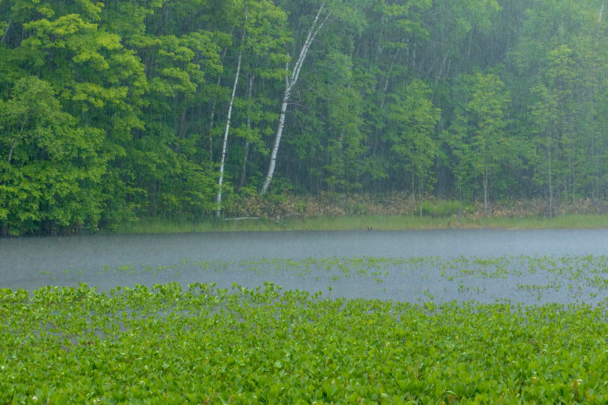 緑雨の静寂