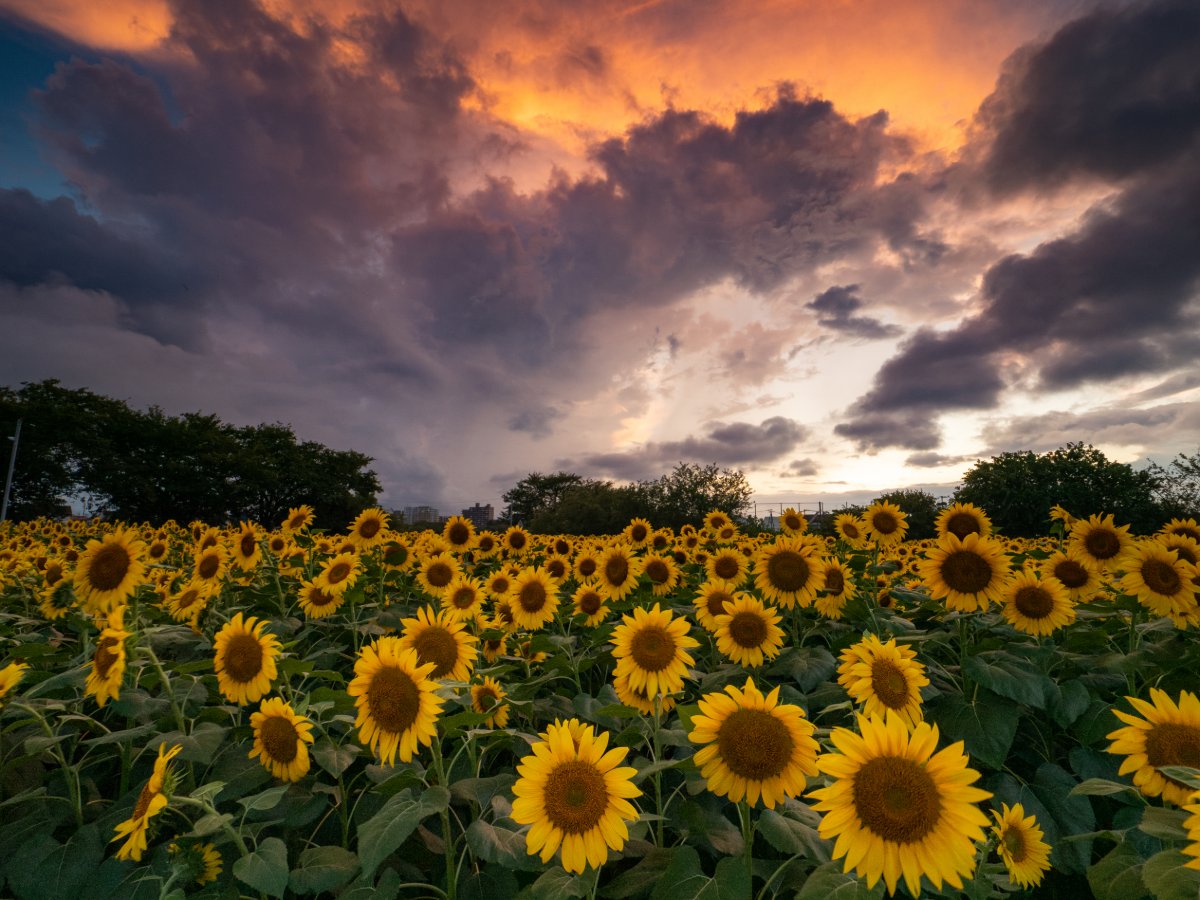 夏の夕暮れ