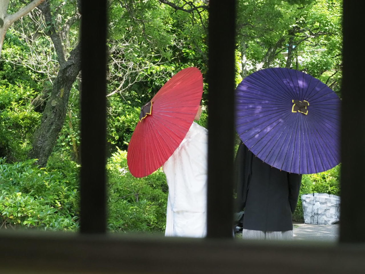 傘の花