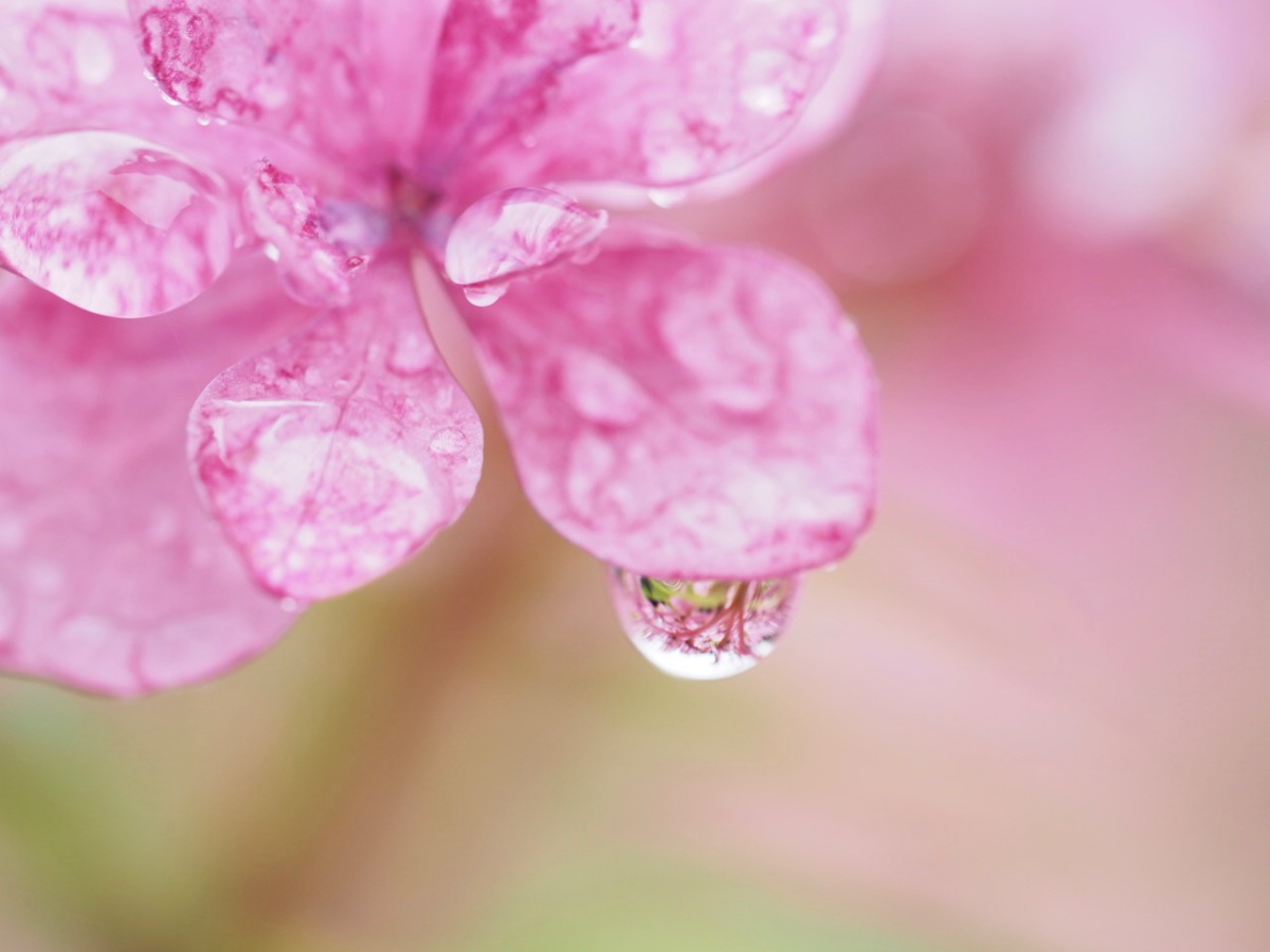 しずくの花