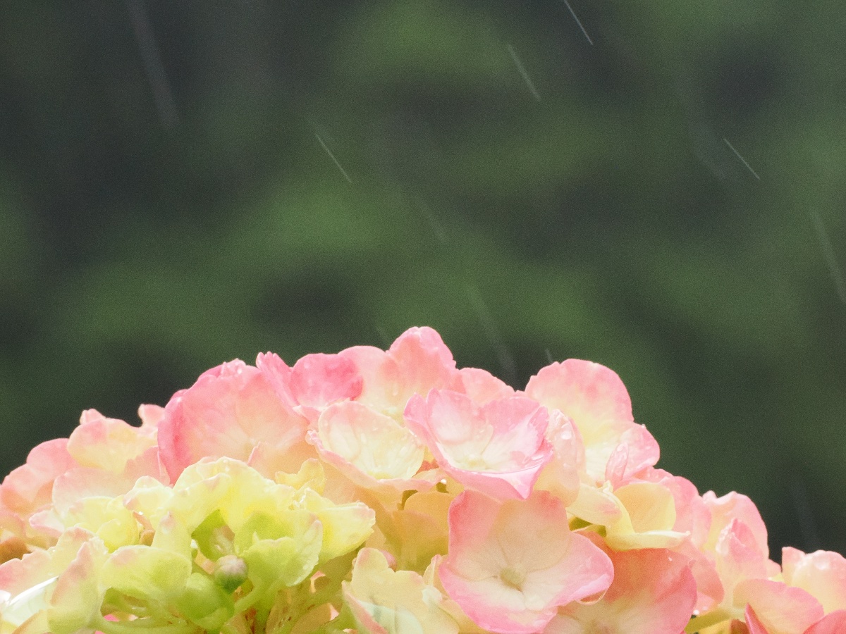 雨音