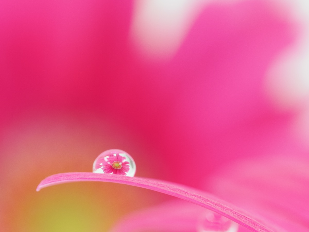 一粒の花