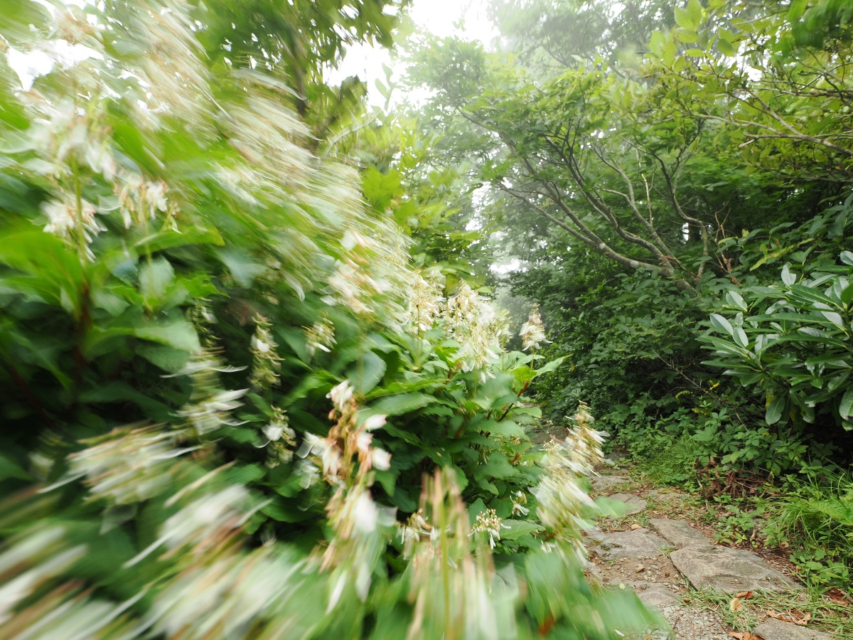 風が通る道
