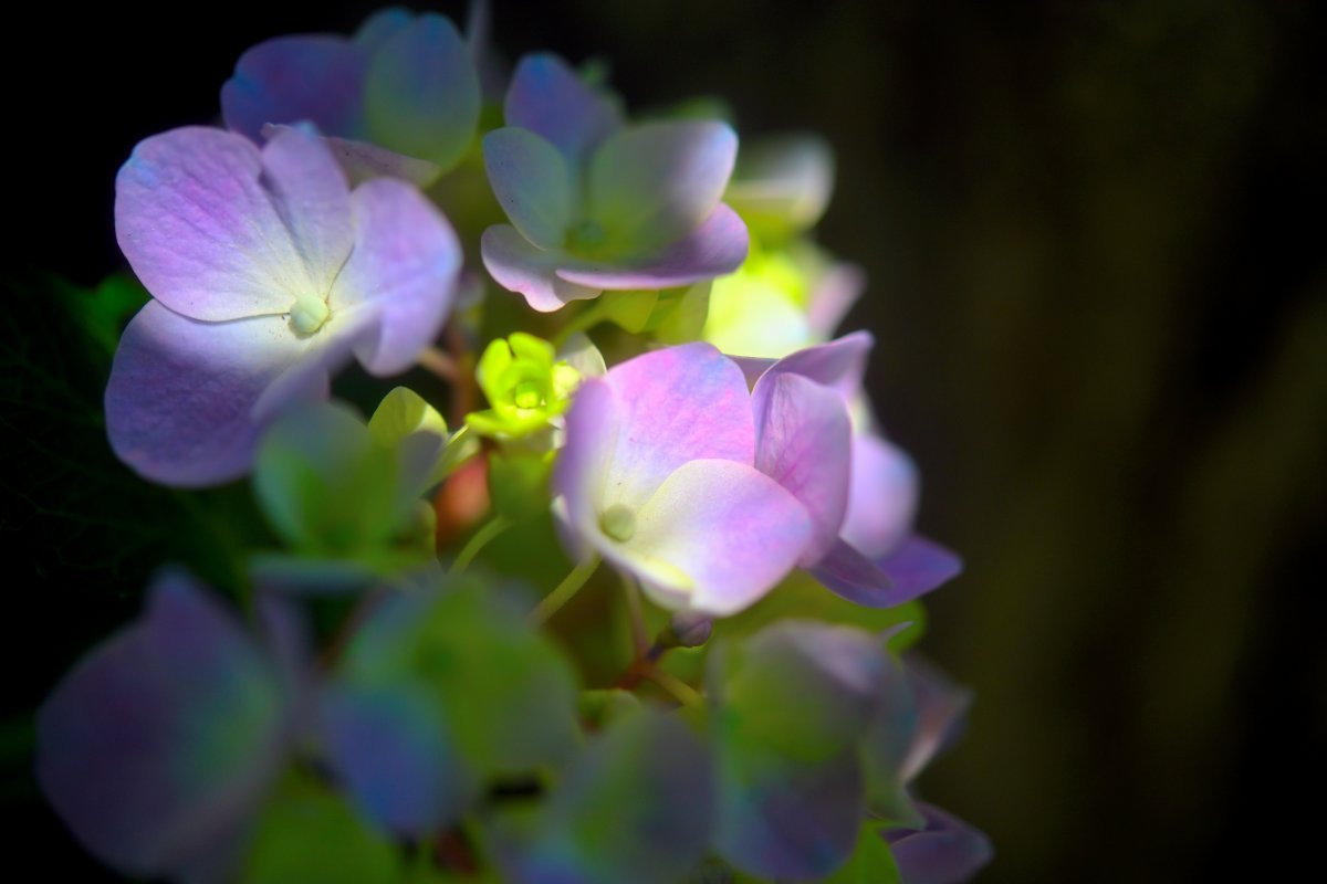 薄明花