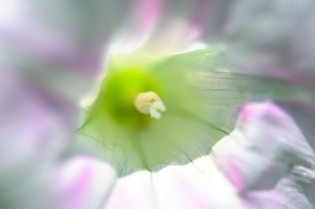 花の住人