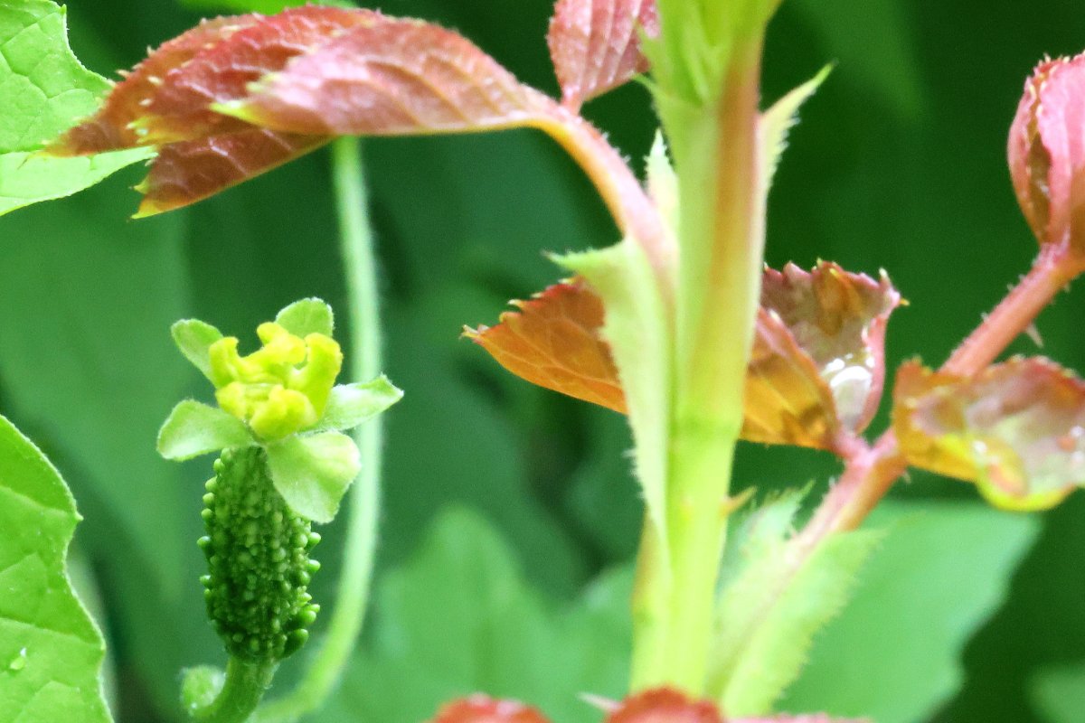 薔薇と苦瓜