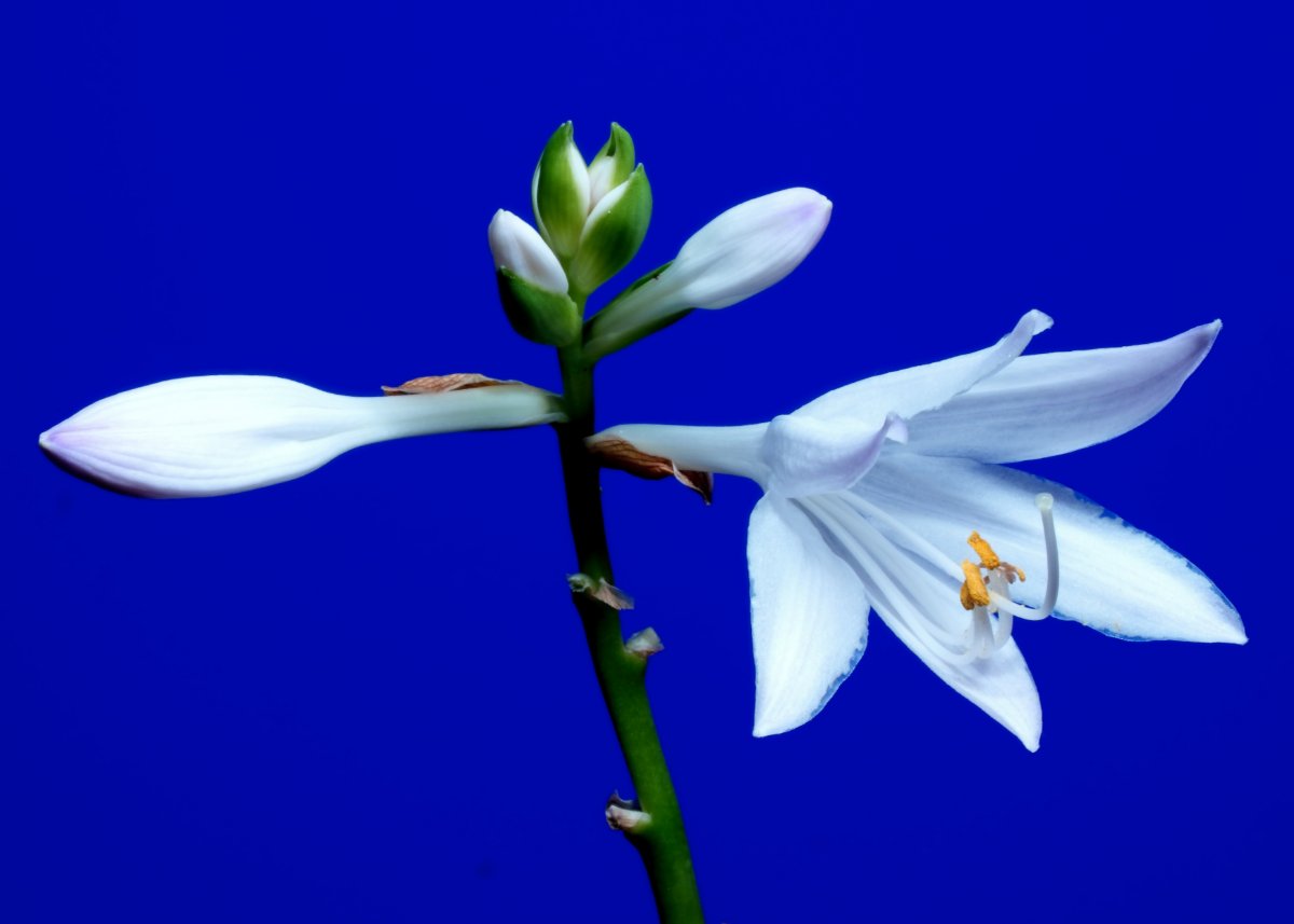 こうも暑いと、花びらを延ばすのも一苦労で・・・