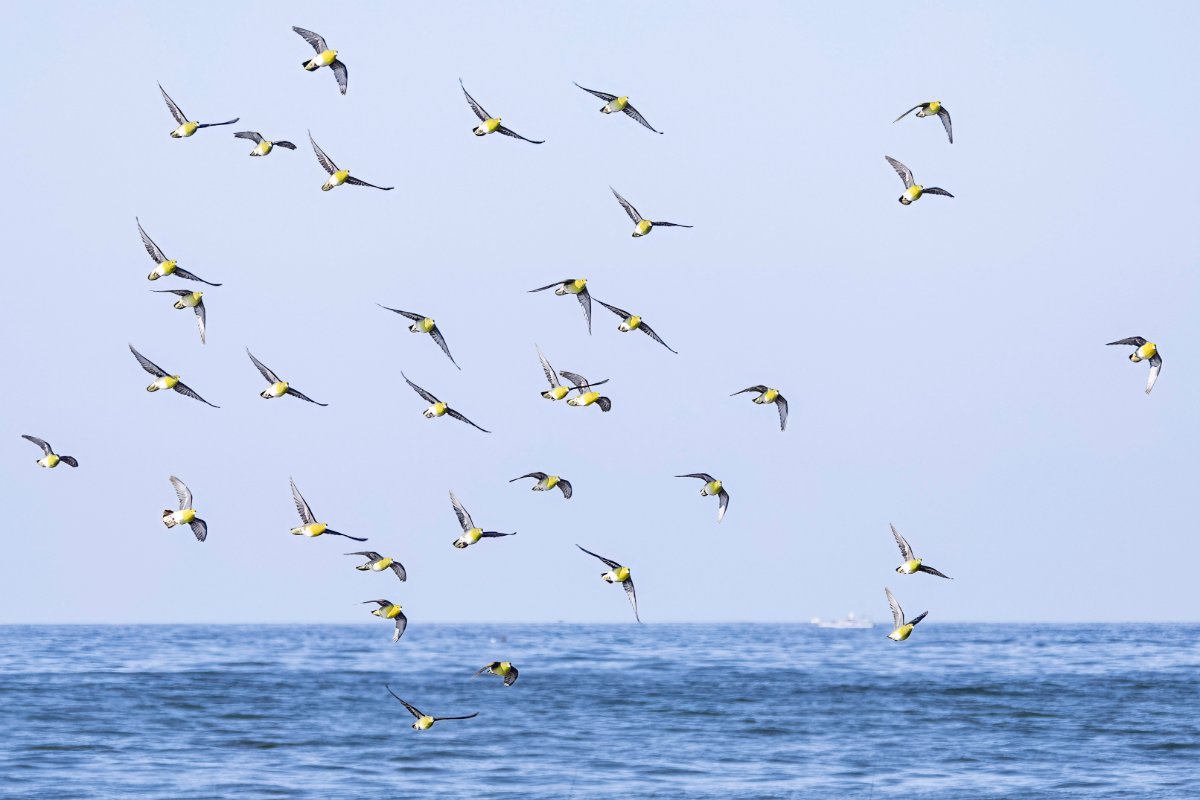 海とアオバト