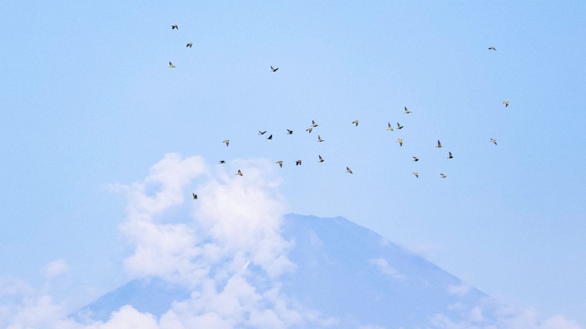 富士山とアオバト